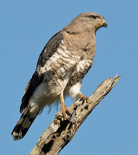 Southern Banded Snake Eagle